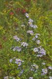 Willow Aster, Symphyotrichum praealtum