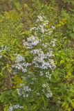 Willow Aster, Symphyotrichum praealtum