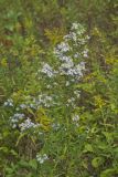 Willow Aster, Symphyotrichum praealtum
