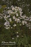 Willow Aster, Symphyotrichum praealtum