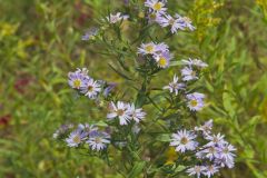 Willow Aster, Symphyotrichum praealtum