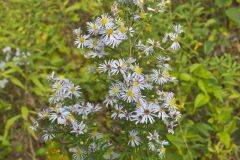 Willow Aster, Symphyotrichum praealtum