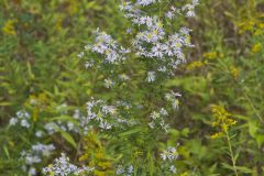 Willow Aster, Symphyotrichum praealtum