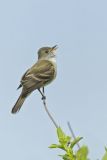 Willow Flycatcher, Empidonax traillii