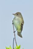 Willow Flycatcher, Empidonax traillii