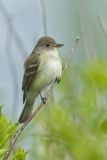 Willow Flycatcher, Empidonax traillii