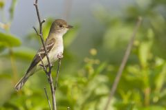 Willow Flycatcher, Empidonax traillii