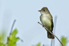 Willow Flycatcher, Empidonax traillii