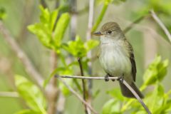 Willow Flycatcher, Empidonax traillii