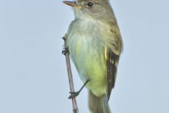 Willow Flycatcher, Empidonax traillii