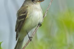 Willow Flycatcher, Empidonax traillii