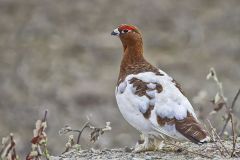 Willow Ptarmigan