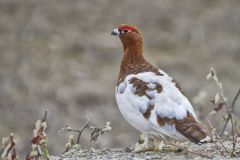 Willow Ptarmigan, Lagopus lagopus