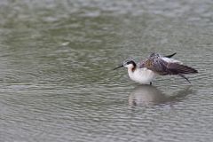 Wilson's Phalarope, Phalaropus tricolor