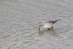 Wilson's Phalarope, Phalaropus tricolor