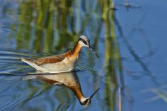 Wilson's Phalarope, Phalaropus tricolor