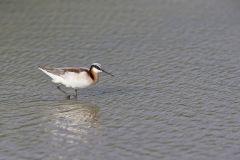 Wilson's Phalarope, Phalaropus tricolor