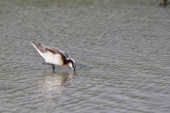 Wilson's Phalarope, Phalaropus tricolor