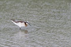 Wilson's Phalarope, Phalaropus tricolor