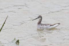 Wilson's Phalarope, Phalaropus tricolor