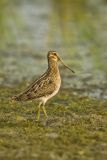 Wilson's Snipe, Gallinago delicata