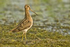 Wilson's Snipe, Gallinago delicata