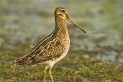 Wilson's Snipe, Gallinago delicata
