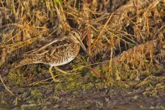Wilson's Snipe, Gallinago delicata