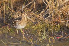 Wilson's Snipe, Gallinago delicata