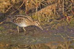 Wilson's Snipe, Gallinago delicata