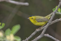 Wilson's Warbler, Cardellina pusilla