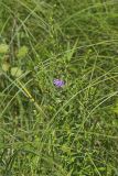 Winged Loosestrife, Lythrum alatum
