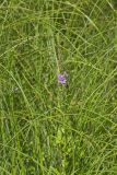 Winged Loosestrife, Lythrum alatum