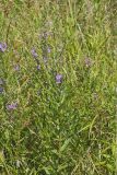 Winged Loosestrife, Lythrum alatum