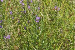 Winged Loosestrife