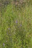 Winged Loosestrife, Lythrum alatum