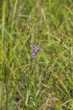 Winged Loosestrife, Lythrum alatum