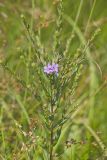 Winged Loosestrife, Lythrum alatum