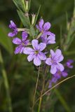 Winged Loosestrife, Lythrum alatum