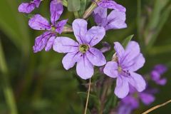 Lythraceae, Loosestrife Family