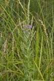 Winged Loosestrife, Lythrum alatum