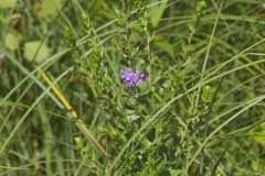 Winged Loosestrife, Lythrum alatum