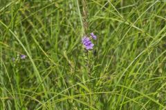 Winged Loosestrife, Lythrum alatum