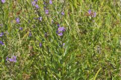 Winged Loosestrife, Lythrum alatum