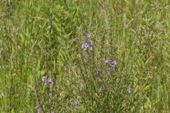Winged Loosestrife, Lythrum alatum