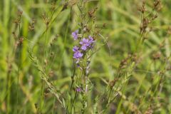 Winged Loosestrife, Lythrum alatum