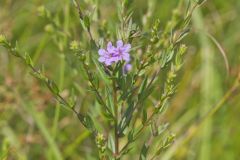 Winged Loosestrife, Lythrum alatum