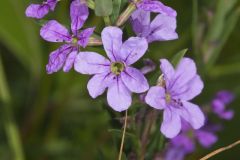Winged Loosestrife, Lythrum alatum