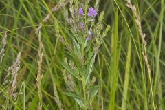 Winged Loosestrife, Lythrum alatum