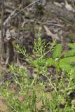 Winged Pigweed, Cycloloma atriplicifolium